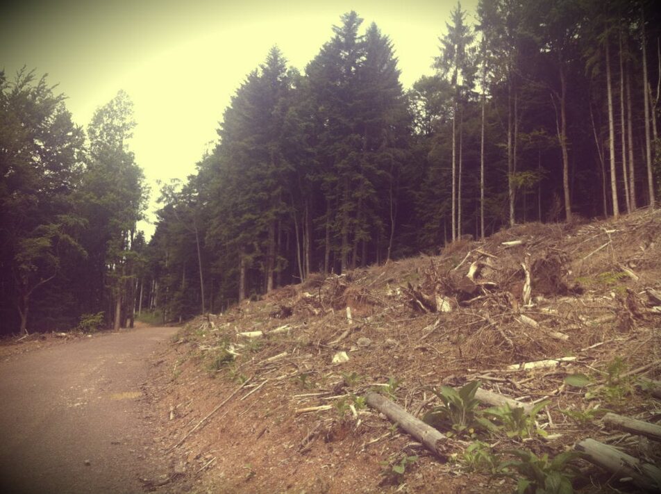 Pourquoi les forêts privées d’Alsace sont défigurées