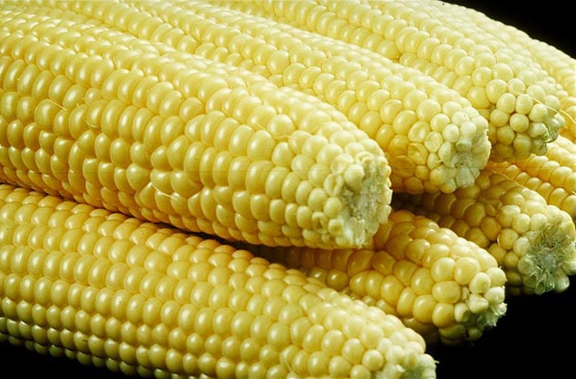 Du maïs (Photo Wikimedia Commons / cc)