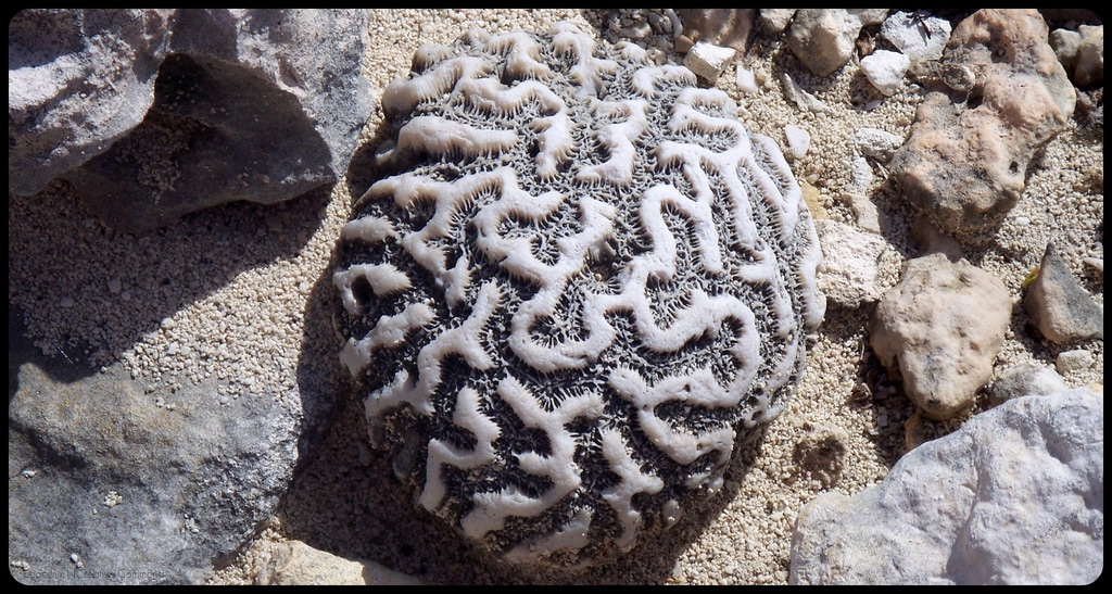 Squelette d’une espèce de corail appelée "cerveau de Neptune" à Salt Cay (Turquie) (Photo Peacenik1 / FlickR / cc)
