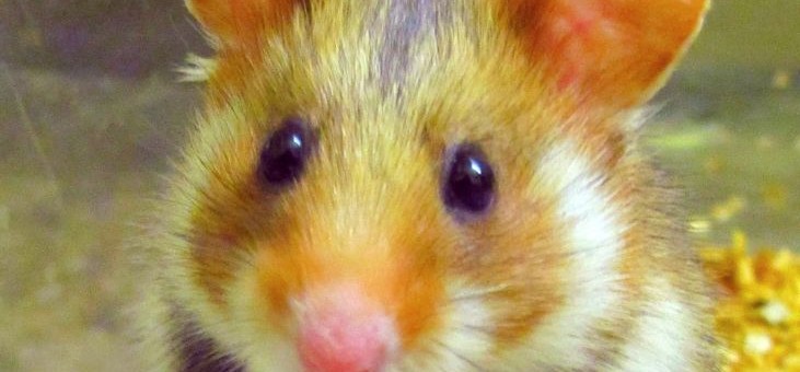 L’Europe et la Région d’accord pour protéger le Grand hamster