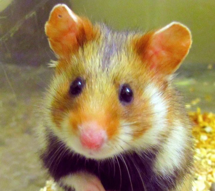 La chance du Grand hamster d'Alsace, c'est qu'il est mignon (Photo LIFE Alister)