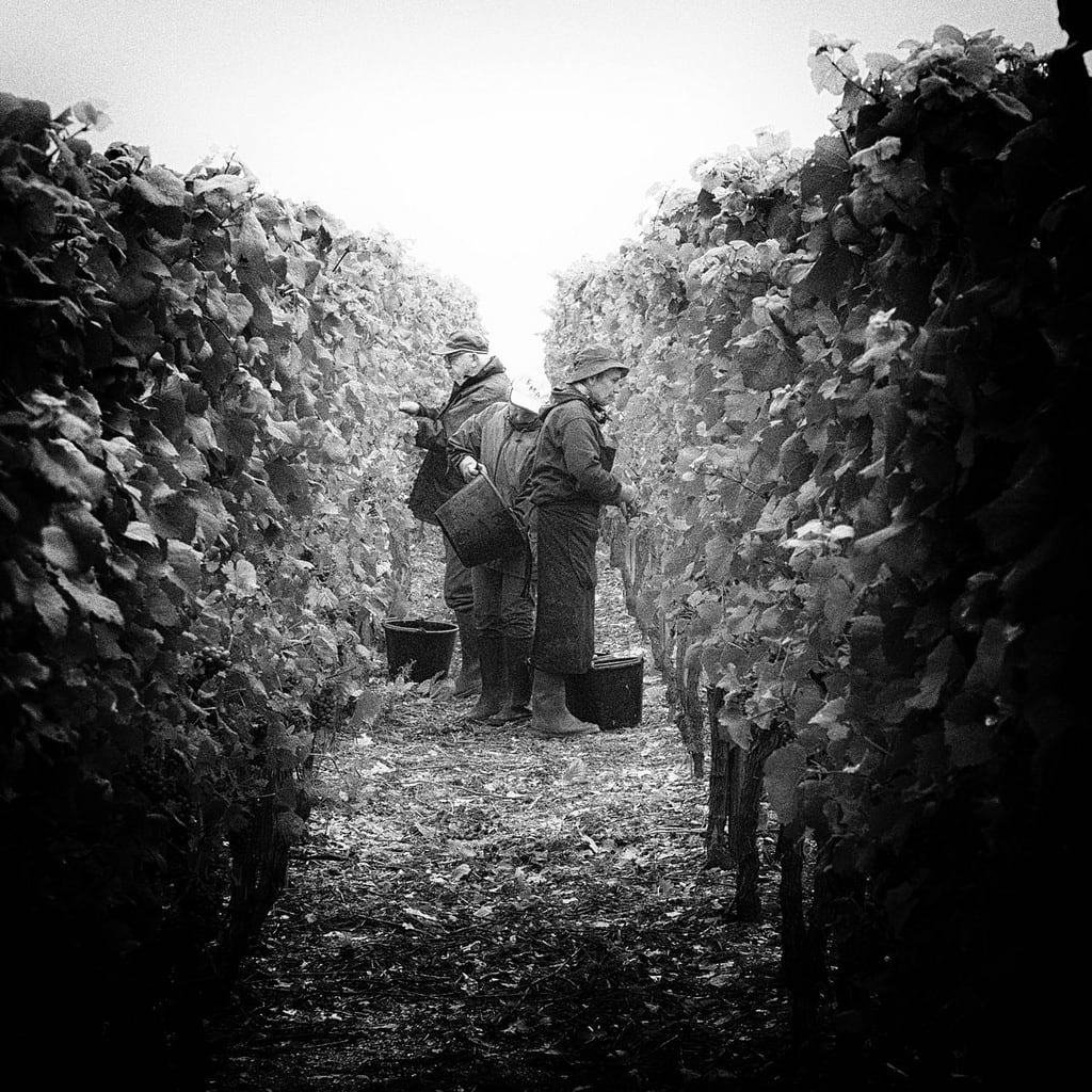 L’Alsace, très concernée par la possible suppression du contrat vendanges