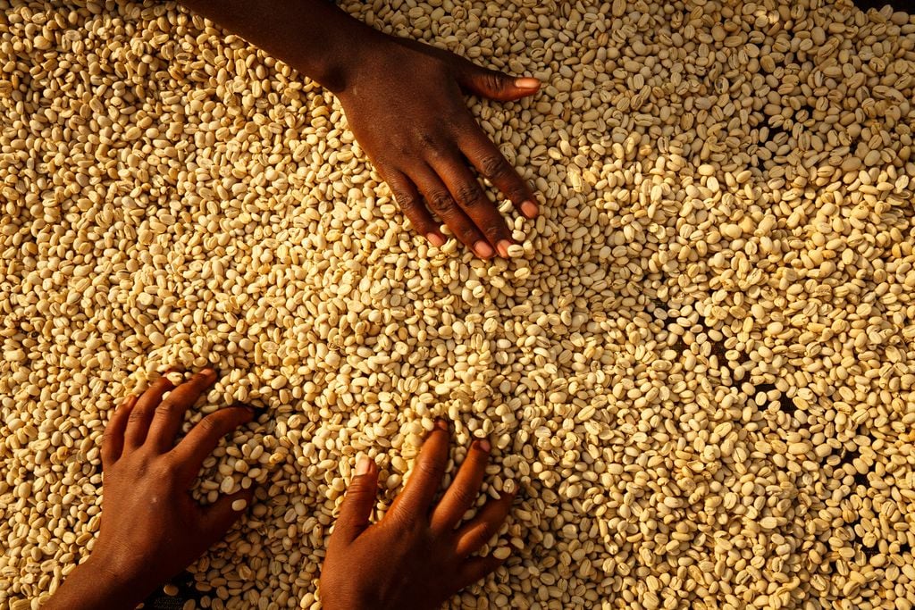 Traitement des graines en Éthiopie (Photo Nils & For)