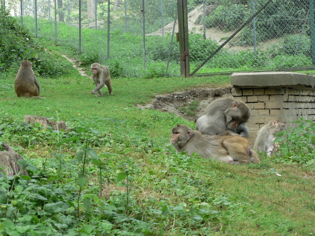 L’Université de Strasbourg condamnée à revoir l’autorisation de son centre de primatologie