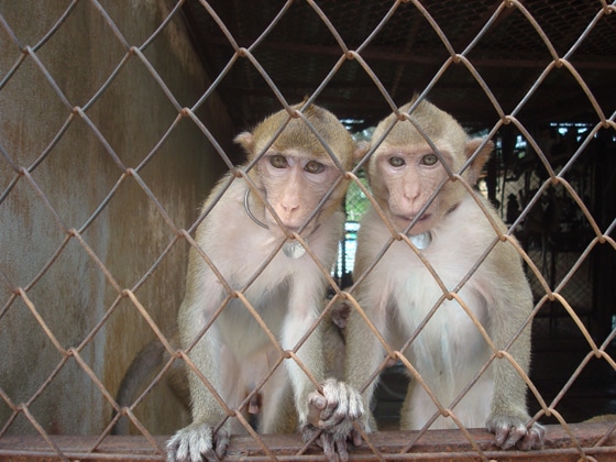 Marche pour la fermeture du centre de primatologie de Niederhausbergen samedi 16 mai