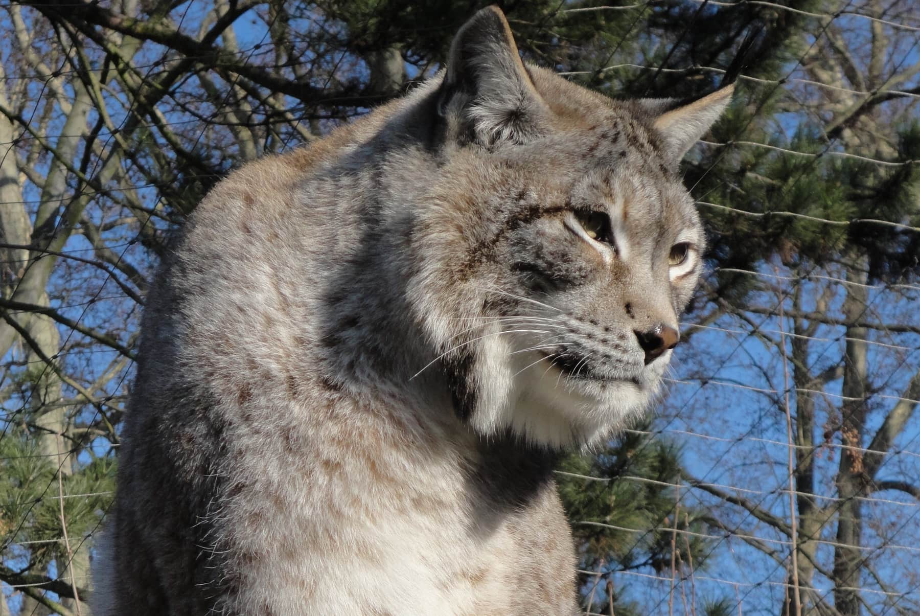 En conflit avec la Ville, le zoo de l’Orangerie proche de la cessation de paiement