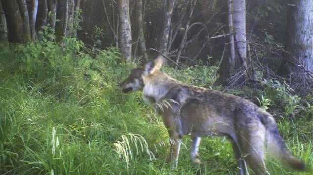 Premier cliché d'un loup dans les Vosges pris en 2011 par un piège photographie (Photo ONCFS)