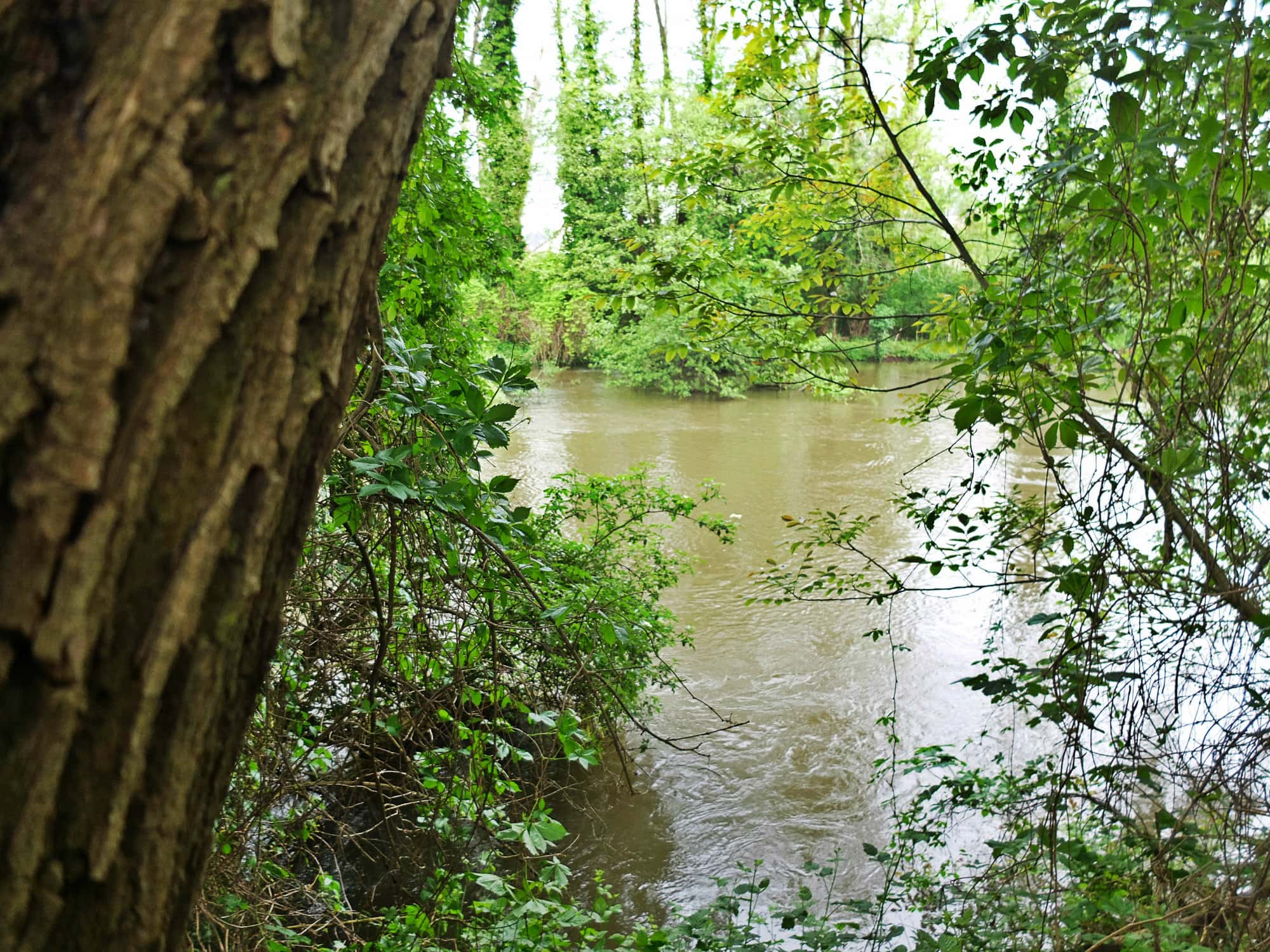 Balade nature : le long de l’Ill, d’Illkirch à Ostwald