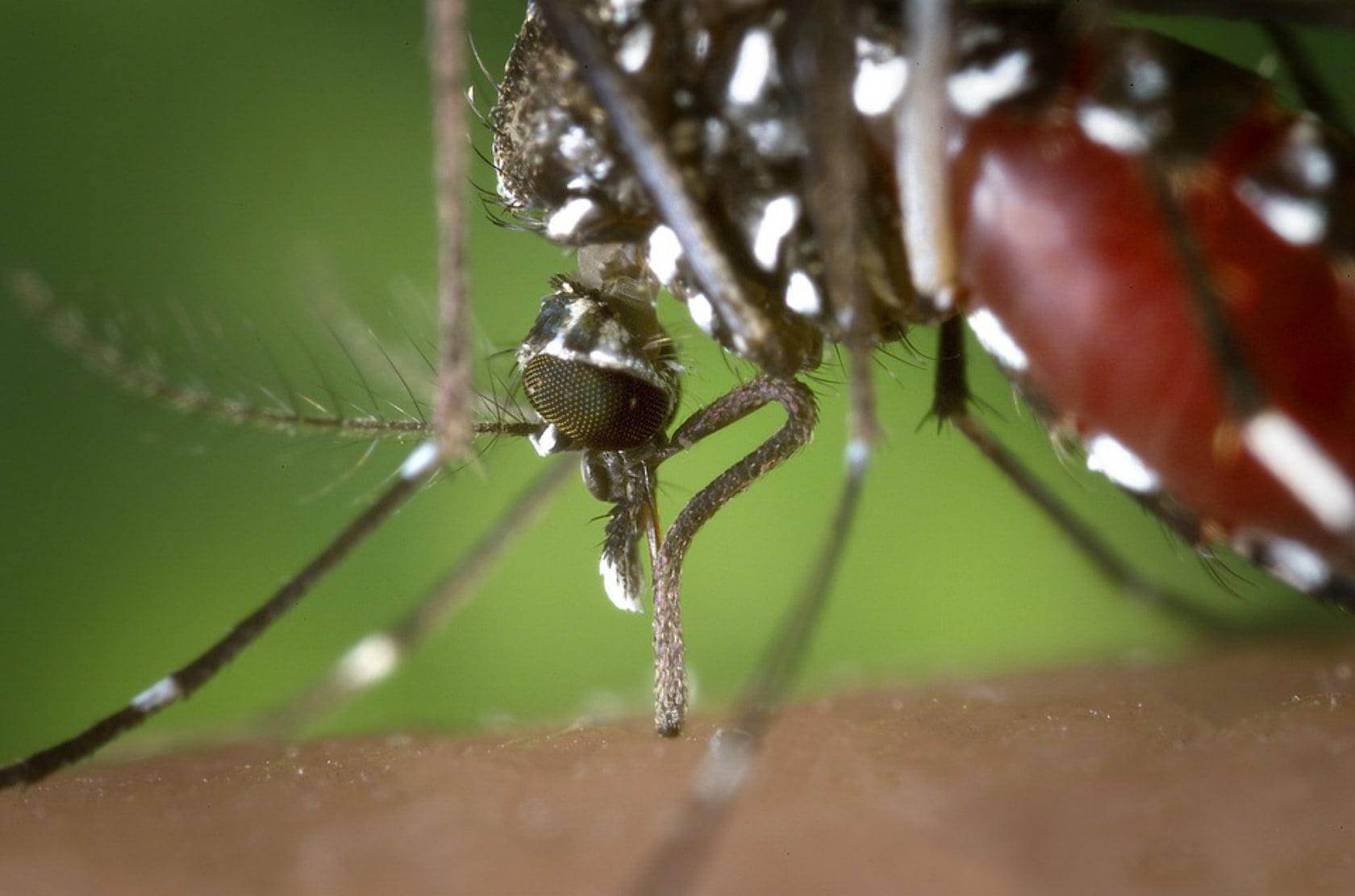 Le moustique-tigre n'est pas le seul moustique rayé de la région (photo : Pixabay)