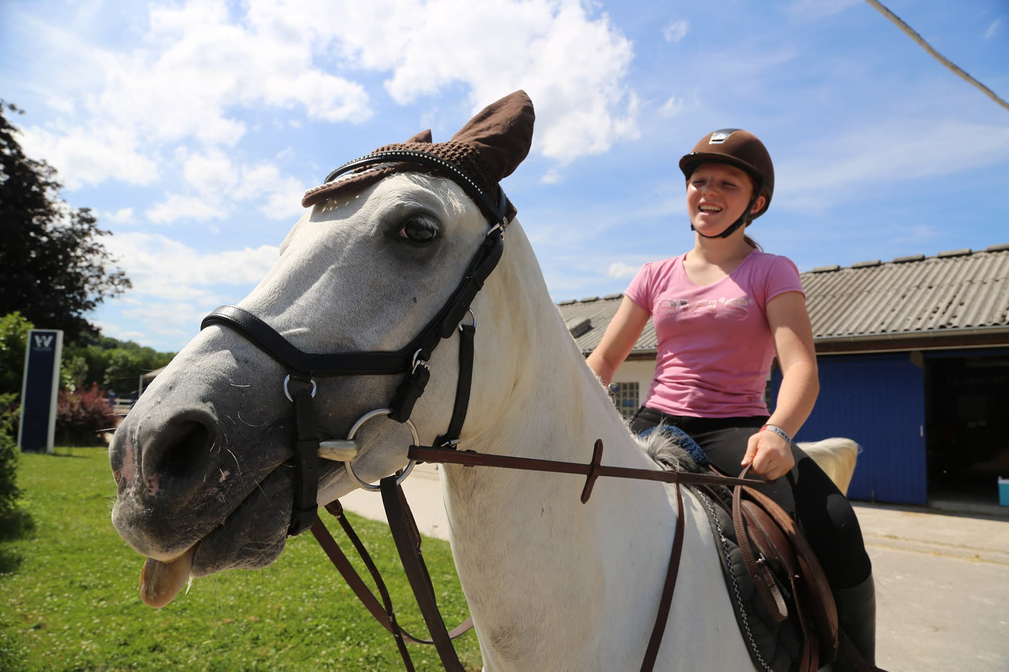 Ce que l’on murmure aux oreilles des chevaux du Waldhof