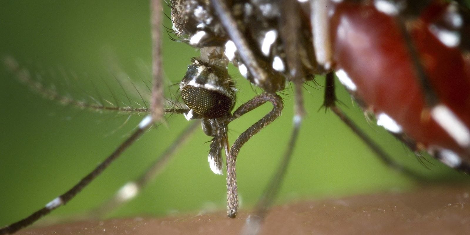 Une task force européenne contre le moustique tigre dans le bassin rhénan