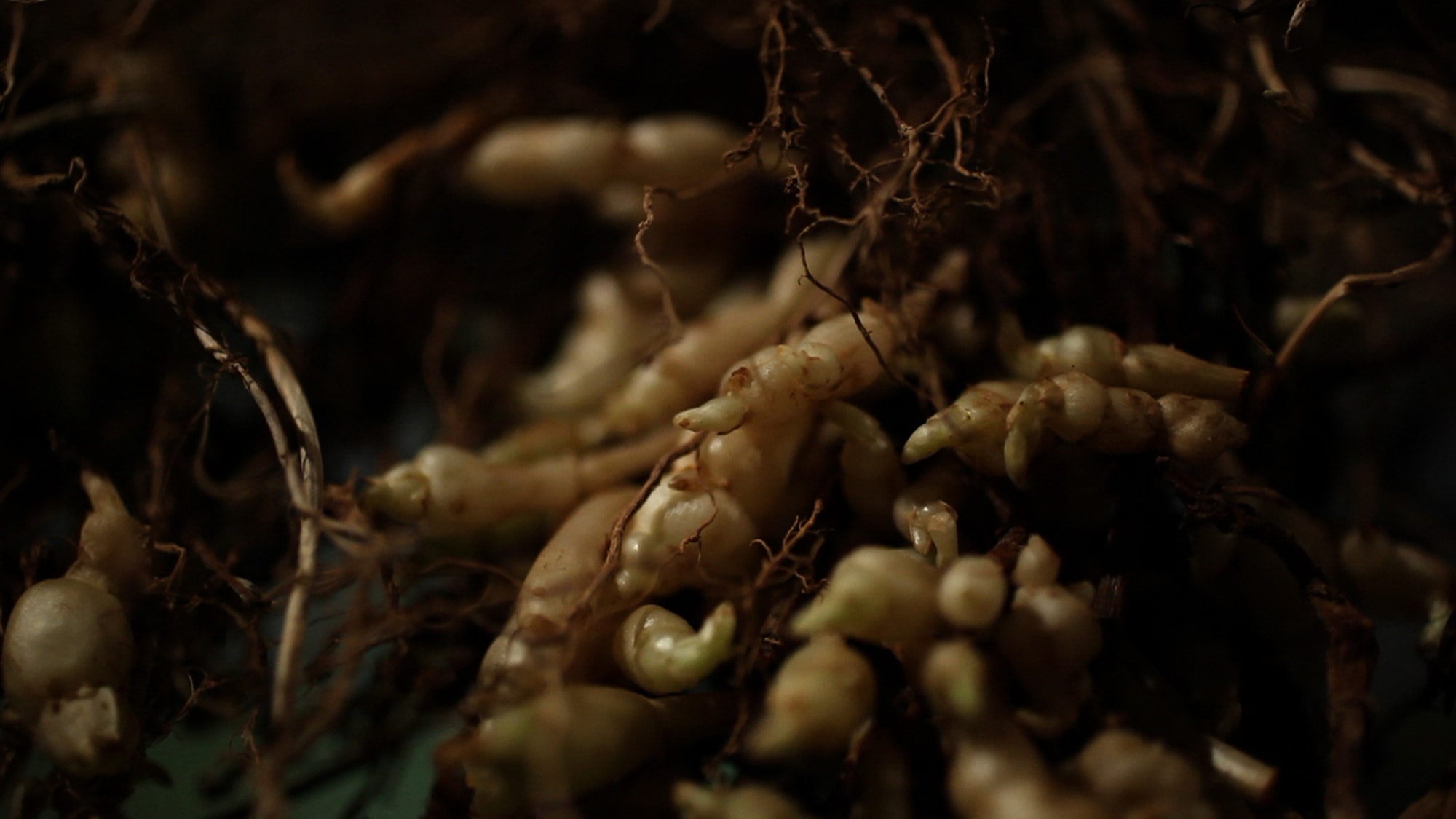 Crosnes, rutabaga et épinards-fraises : des « raretés » au marché et sur Arte