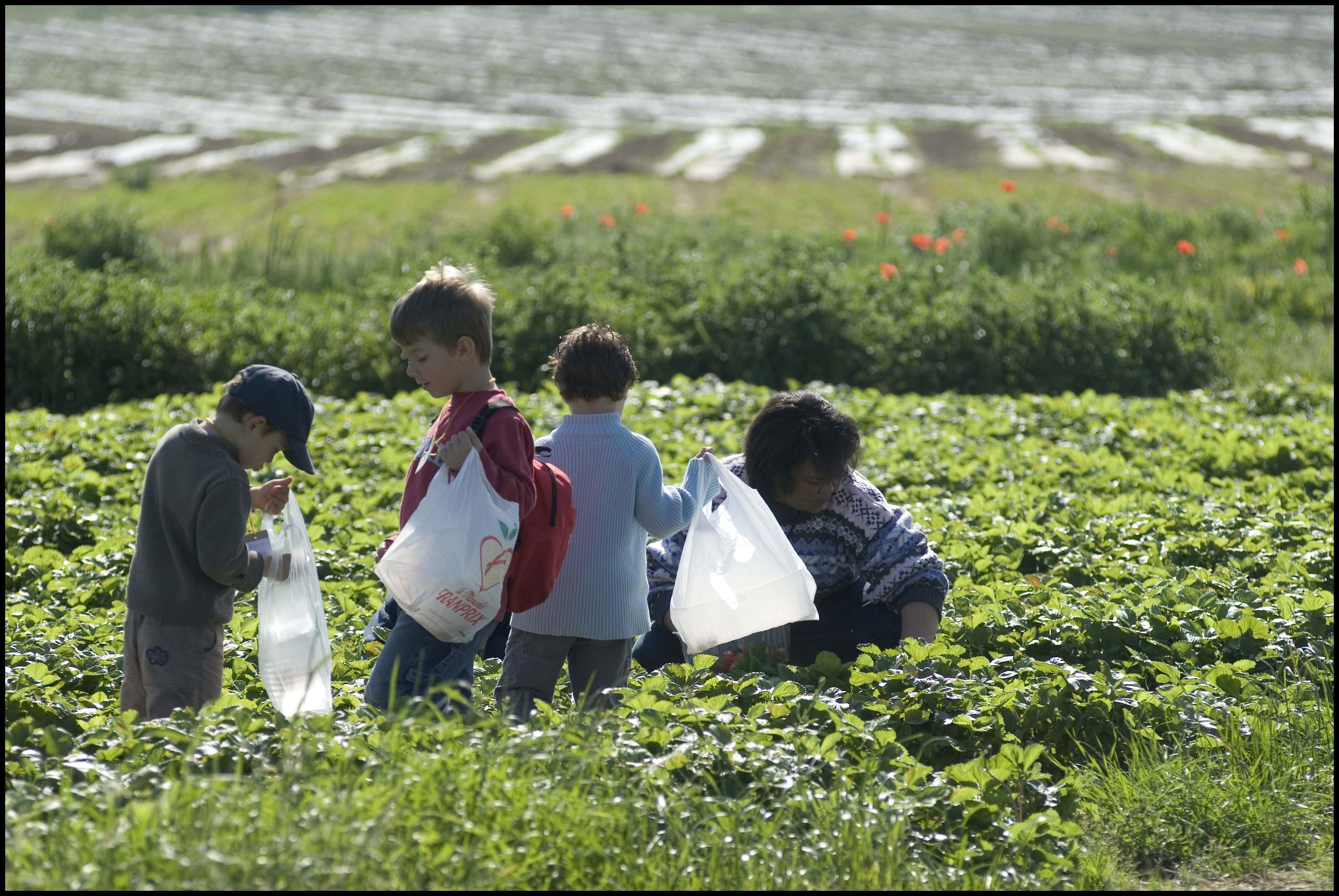 La libre cueillette, un bon moyen de reconnecter les enfants citadins à la terre. (crédit : Alain Bachellier / Flickr / cc)