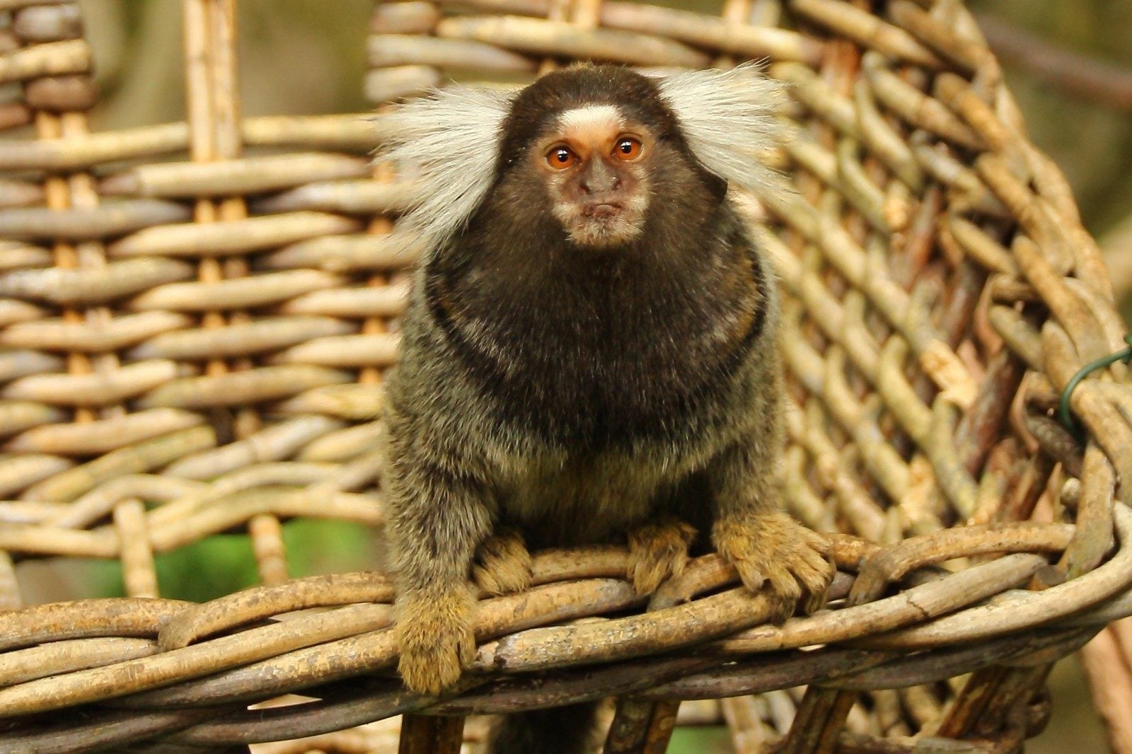 Une marche dimanche contre le centre de primatologie