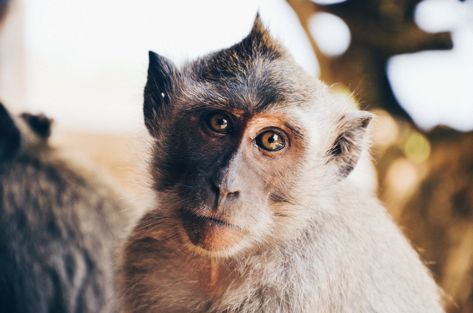 Centre de primatologie : l’association dissoute dans l’urgence