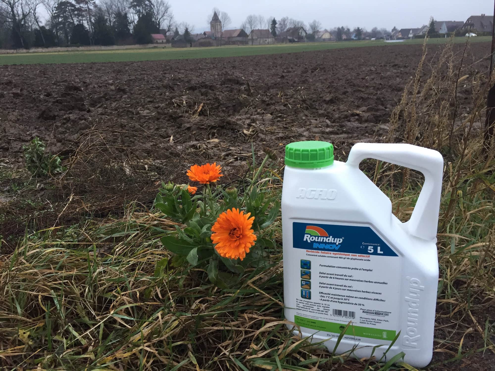 Herbicide total et systémique, le glyphosate est, à la différence d'une substance sélective, capable de détruire efficacement toutes les plantes. (Photo CS / Rue89 Strasbourg / cc)