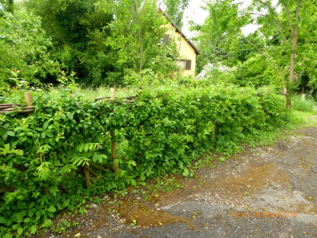 Cette haie plantée à Hattstatt, près de Colmar, s'organise autour de branches tressées. (photo / Haies vives d'Alsace)