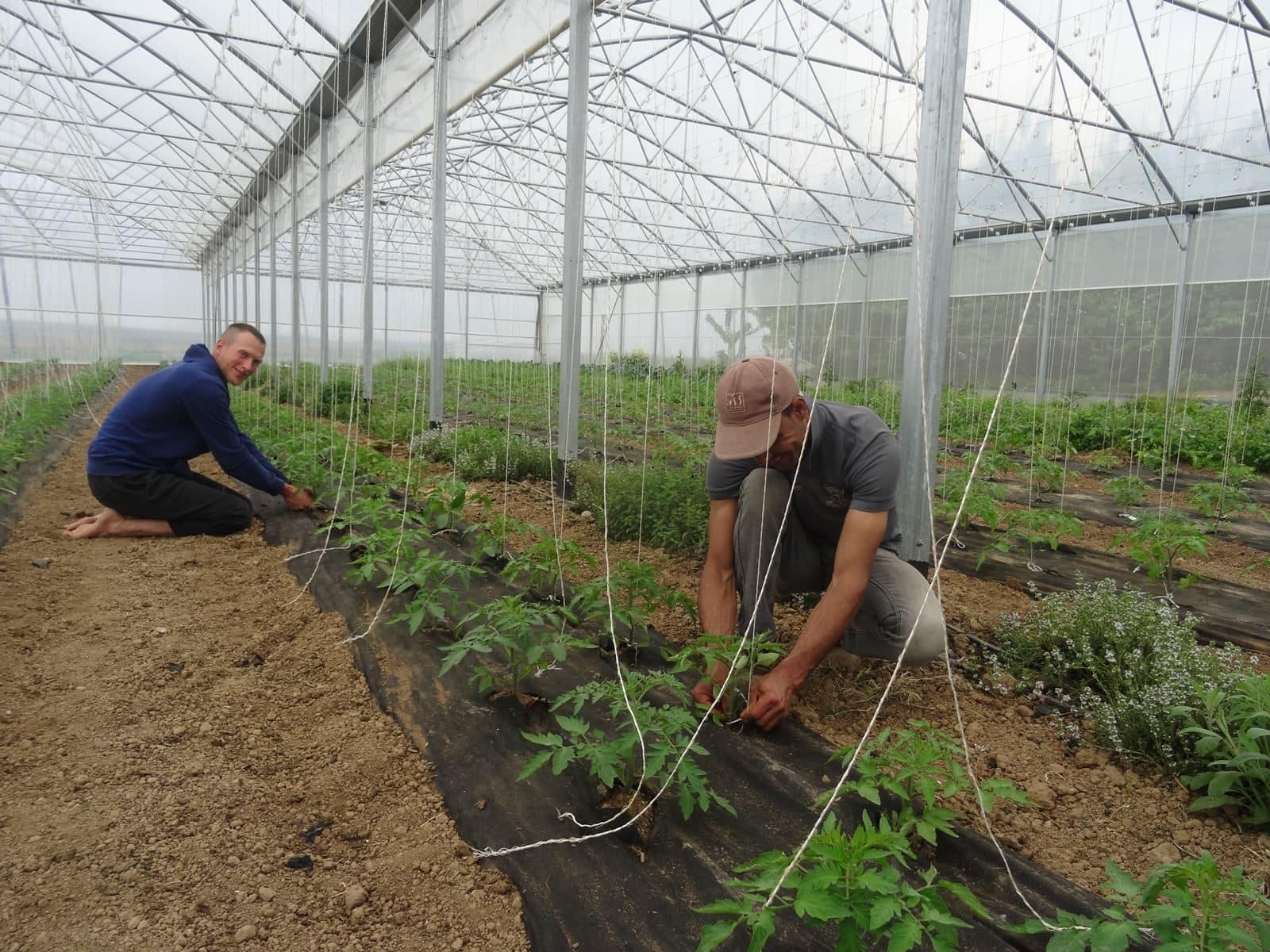 Comment la ferme Herrmann pratique une agriculture bio et rentable