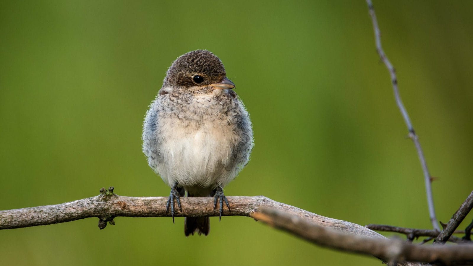 En Alsace, les populations d’oiseaux en déclin de 26 à 100% selon les espèces