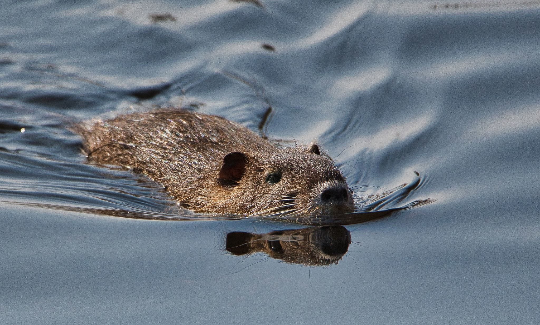 Le ragondin est-il vraiment si mignon ? (Photo Luc Barre)