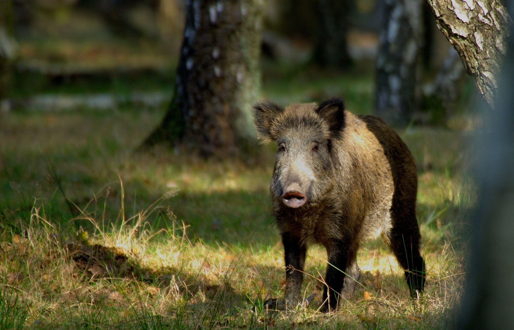 Les sangliers ne peuvent plus être chassés dans la forêt du Neuhof depuis 2013 (Photo Philippe Rouzet / FlickR / cc)