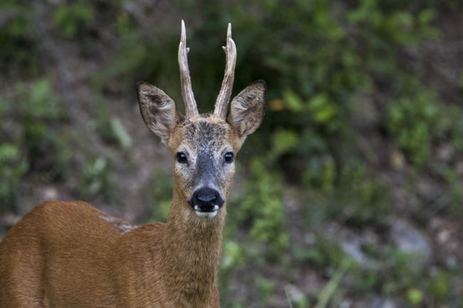 Un chevreuil (Photo Clément Bastié / FlickR / cc)