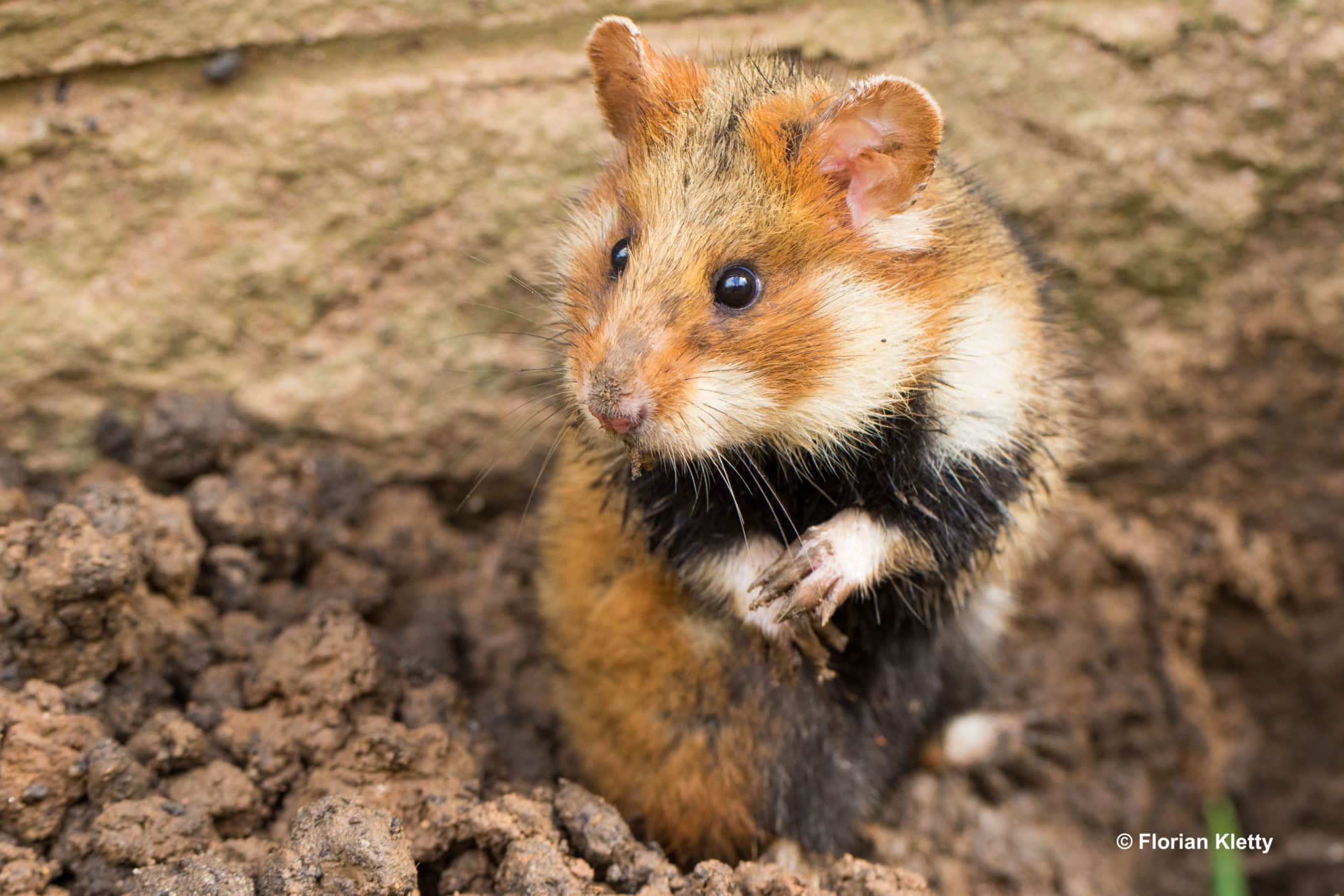 Les hamsters sont mignons mais ne suffisent pas à mobiliser les foules (photo Florian Kletty)
