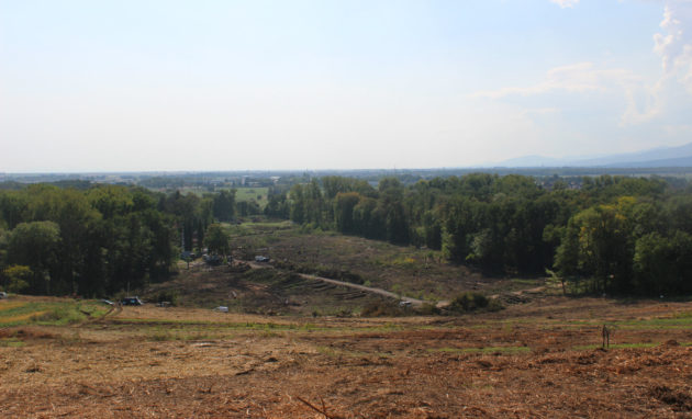 Les abattages ont été réalisés dans la forêt de Kolbsheim et sur le verger qui la surplombe, pour y faire passer un viaduc (photo JFG / Rue89 Strasbourg)