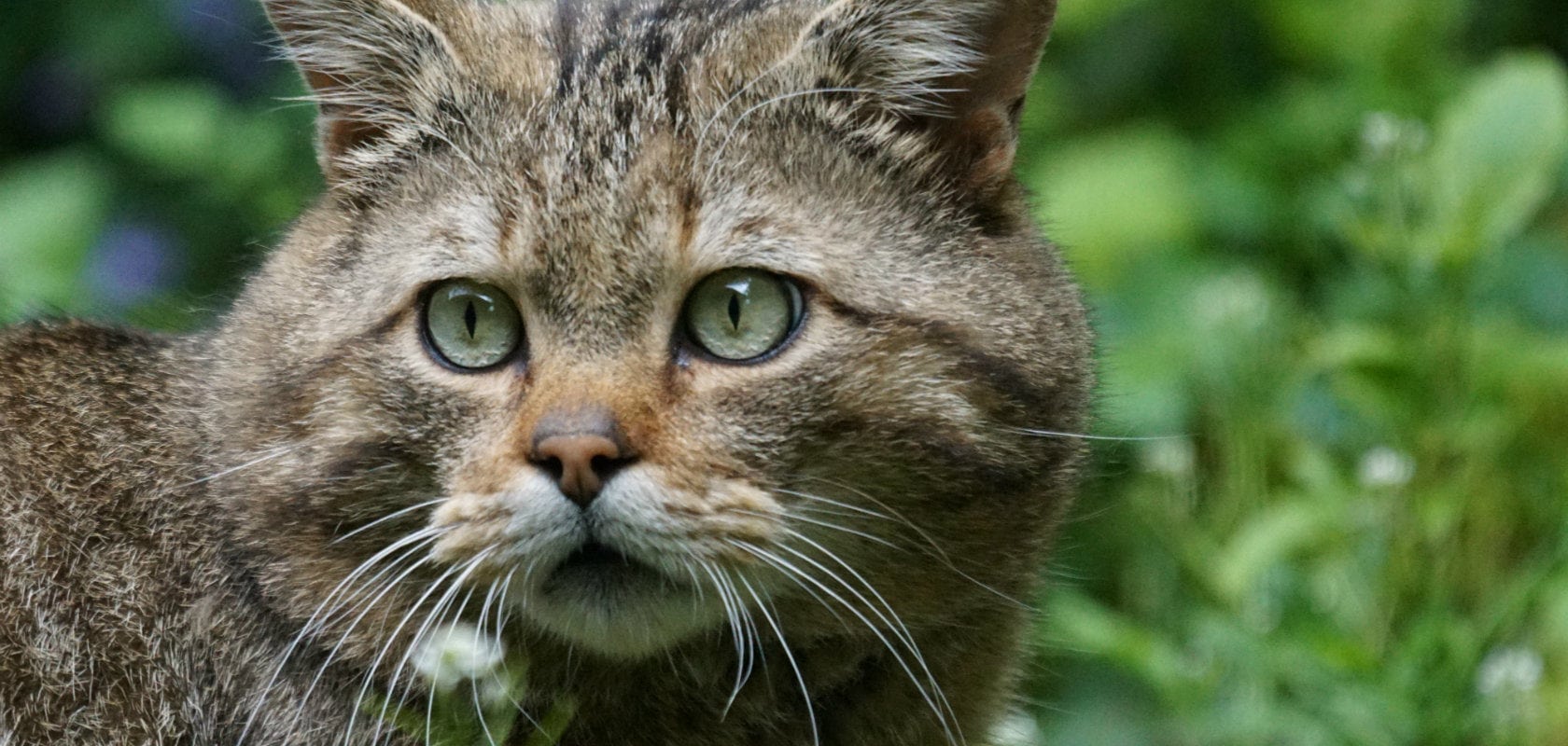 Le chat sauvage, félin discret encore présent en Alsace