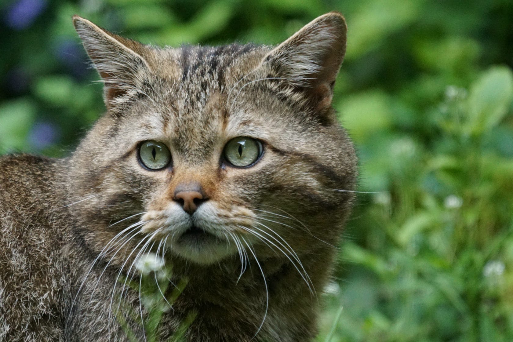 Le chat sauvage, félin discret encore présent en Alsace