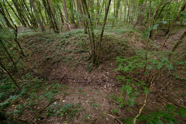 Certains endroits près de Verdun n'ont jamais été remis en culture mais reboisés... (Photo Frédéric Mercenier)