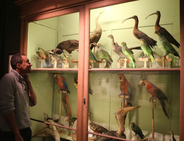 L'artiste-scientifique a nourri ses passions dans les couloirs du musée zoologique depuis tout petit (Photo DL/Rue 89 Strasbourg/cc)