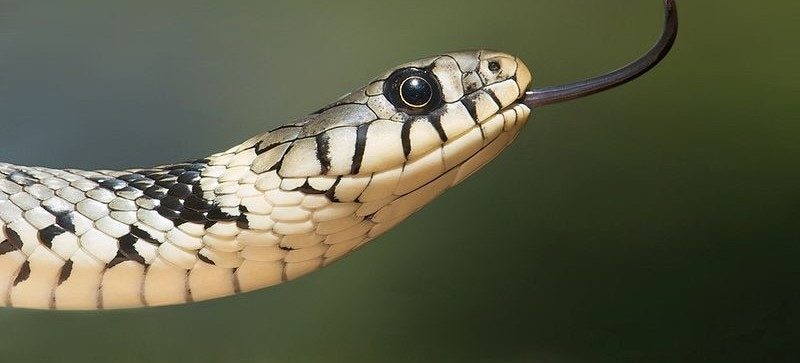 Quatre espèces de serpents sauvages en Alsace, à croiser dans les zones humides et les collines sèches