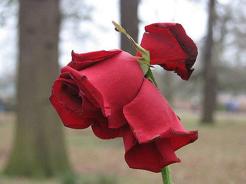 Pour certains militants, la rose a perdu un peu de sa superbe. (Photo : Pricey on VisualHunt / CC BY-ND)