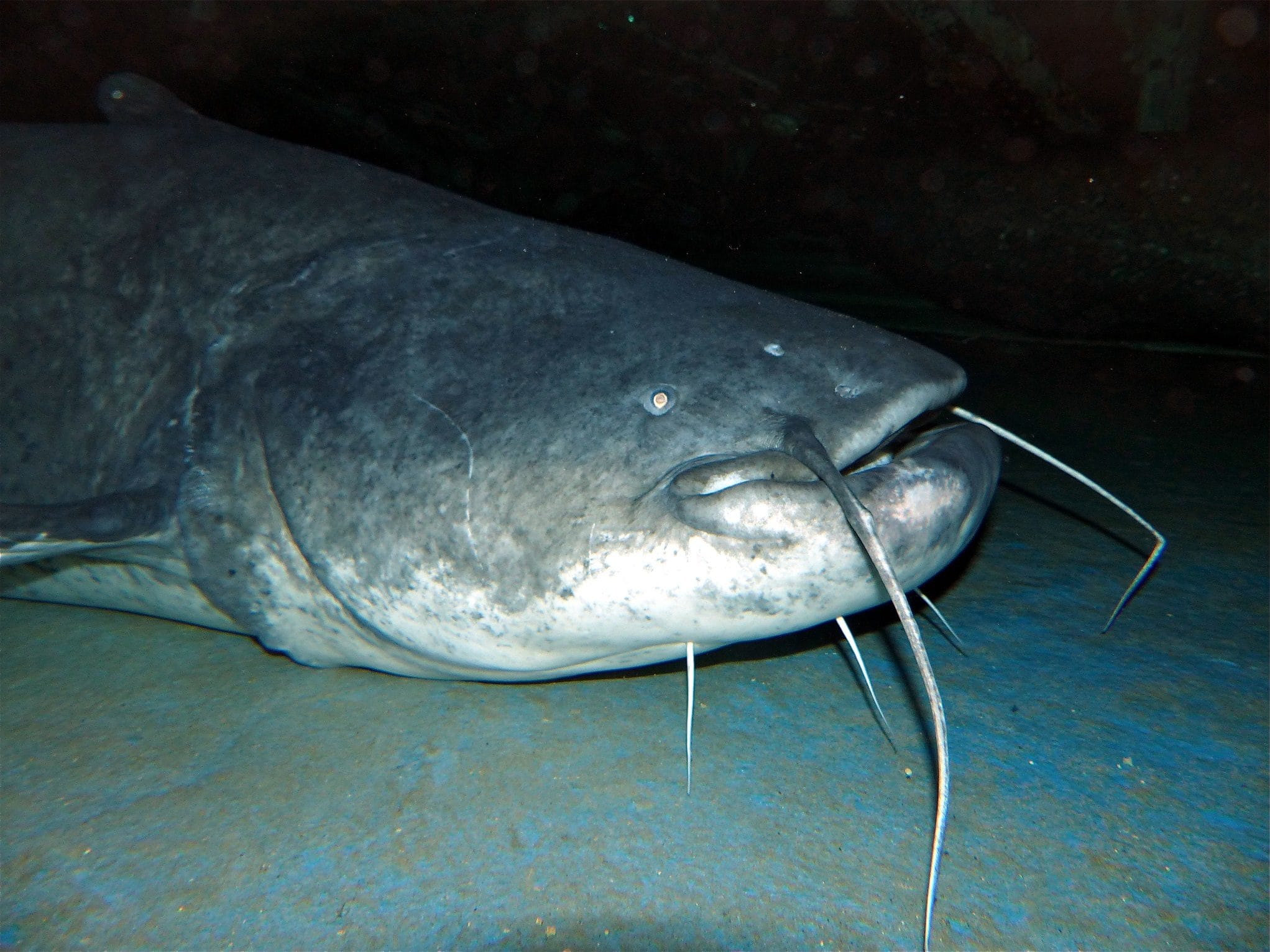 Le silure, grand poisson des gravières d’Alsace, victime du « délit de sale gueule »