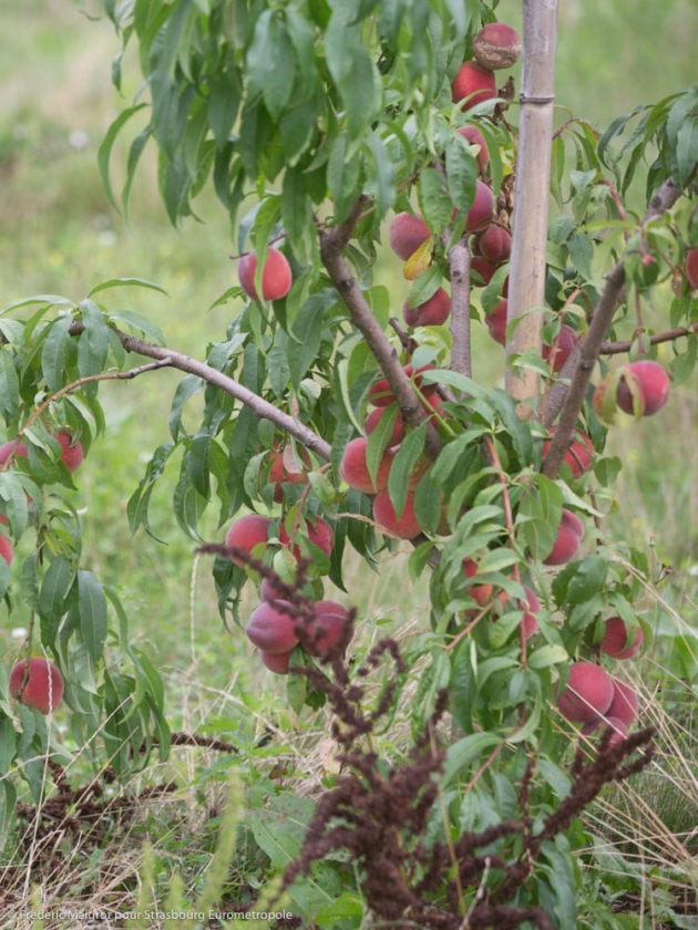 Les fruits issus des plantations des arbres fruitiers pourraient être consommés par les habitants du quartier.
