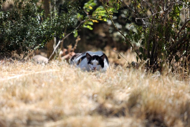 En ce début de juillet, c'est déjà la pleine sécheresse, avec les prairies qui prennent déjà leur teinte "paillasson". Il est vrai que le Mistral sévit un jour sur trois. Les chats sont rois sur ce territoire, jardin, alentours du bassin, ou pleine garrigue ? C'est de l'espace laissé à leur seul usage. Pas moyen d'irriguer une aussi grande étendue de terrain.