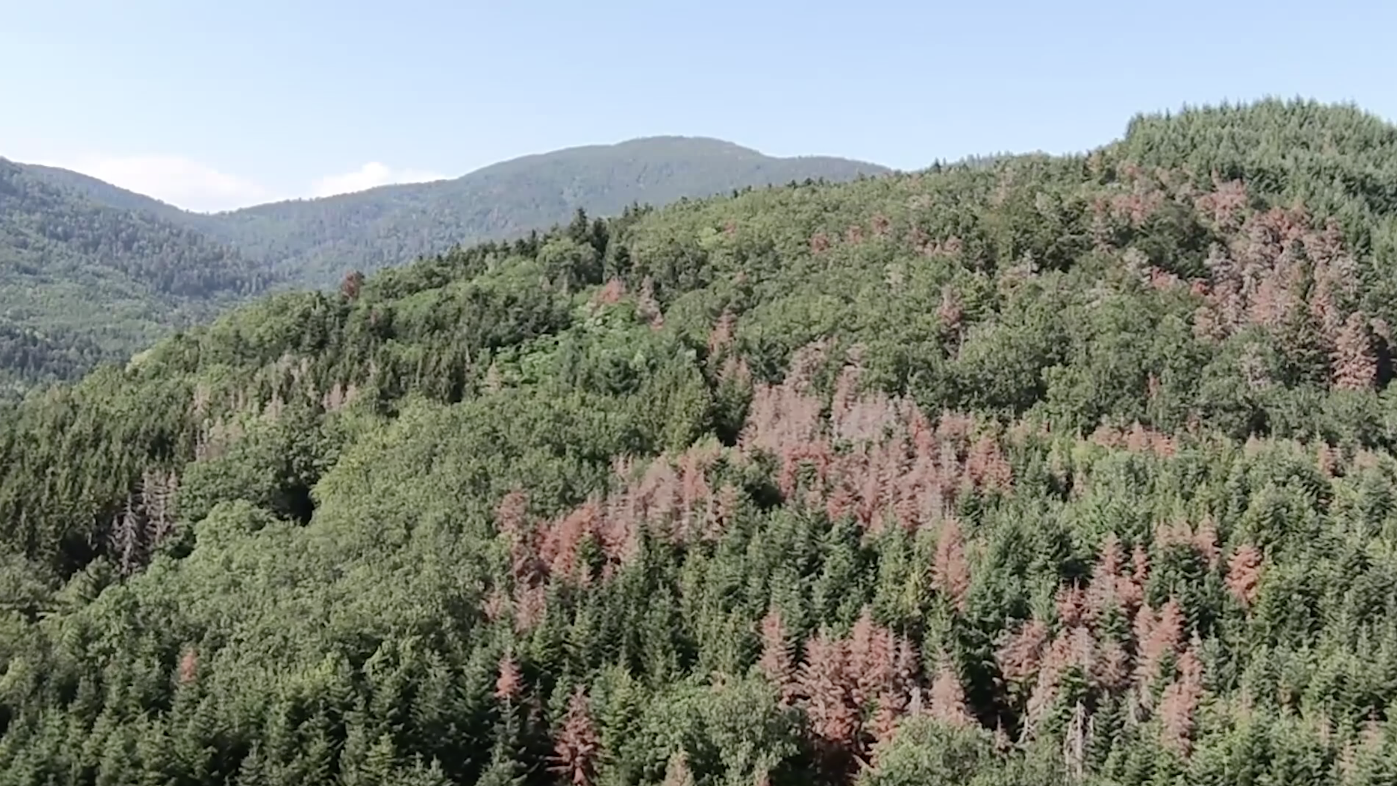 Sécheresse : les forêts du Grand Est meurent de soif