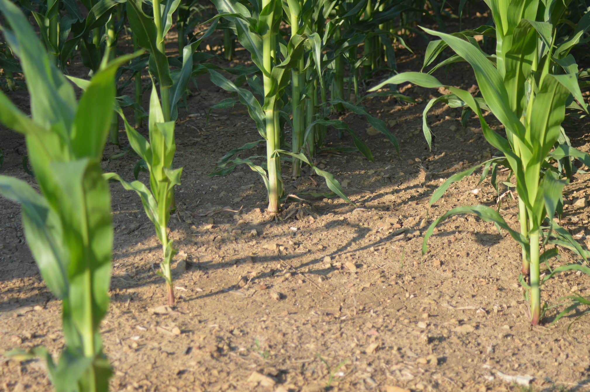 Agriculture : dans le Bas-Rhin, deux mesures pour l’environnement supprimées en 2022 et 2023