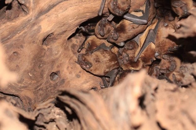 Les chauves-souris alsaciennes, un trésor de biodiversité menacé