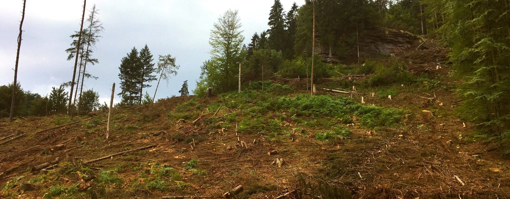 Trafic de bois : l’État ferme les yeux sur le pillage des forêts publiques françaises