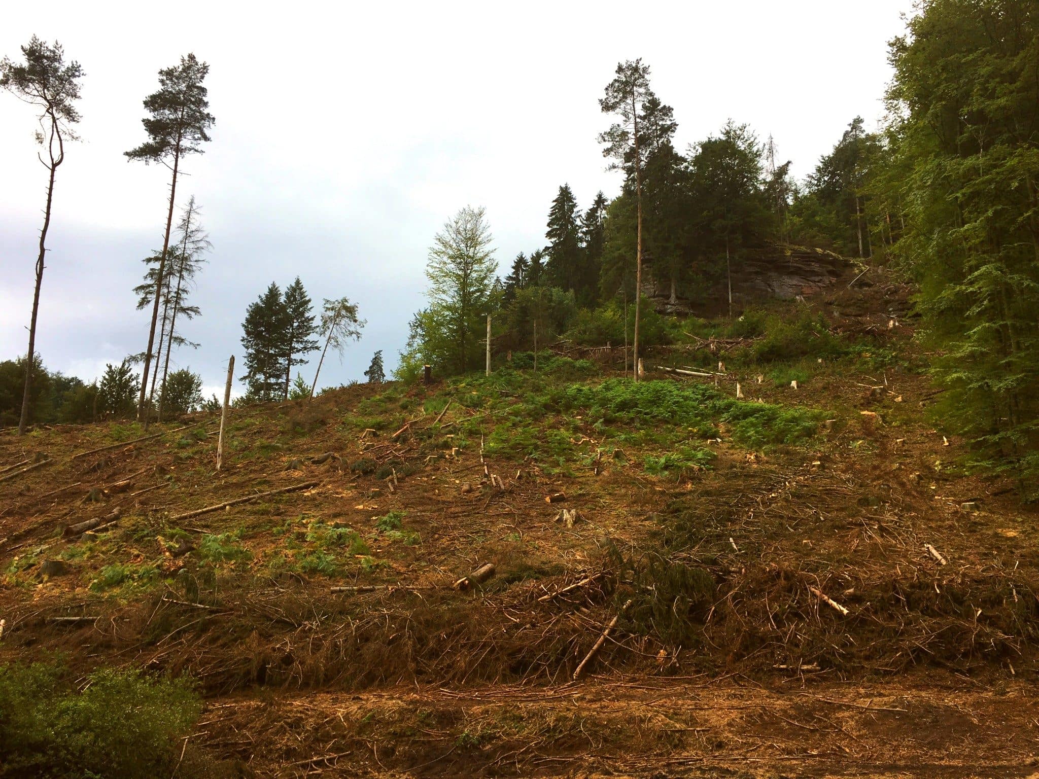 Trafic de bois : l’État ferme les yeux sur le pillage des forêts publiques françaises