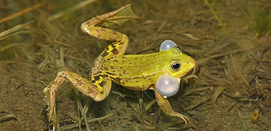 La grenouille de Lessona, une bizarrerie génétique bien présente en Alsace