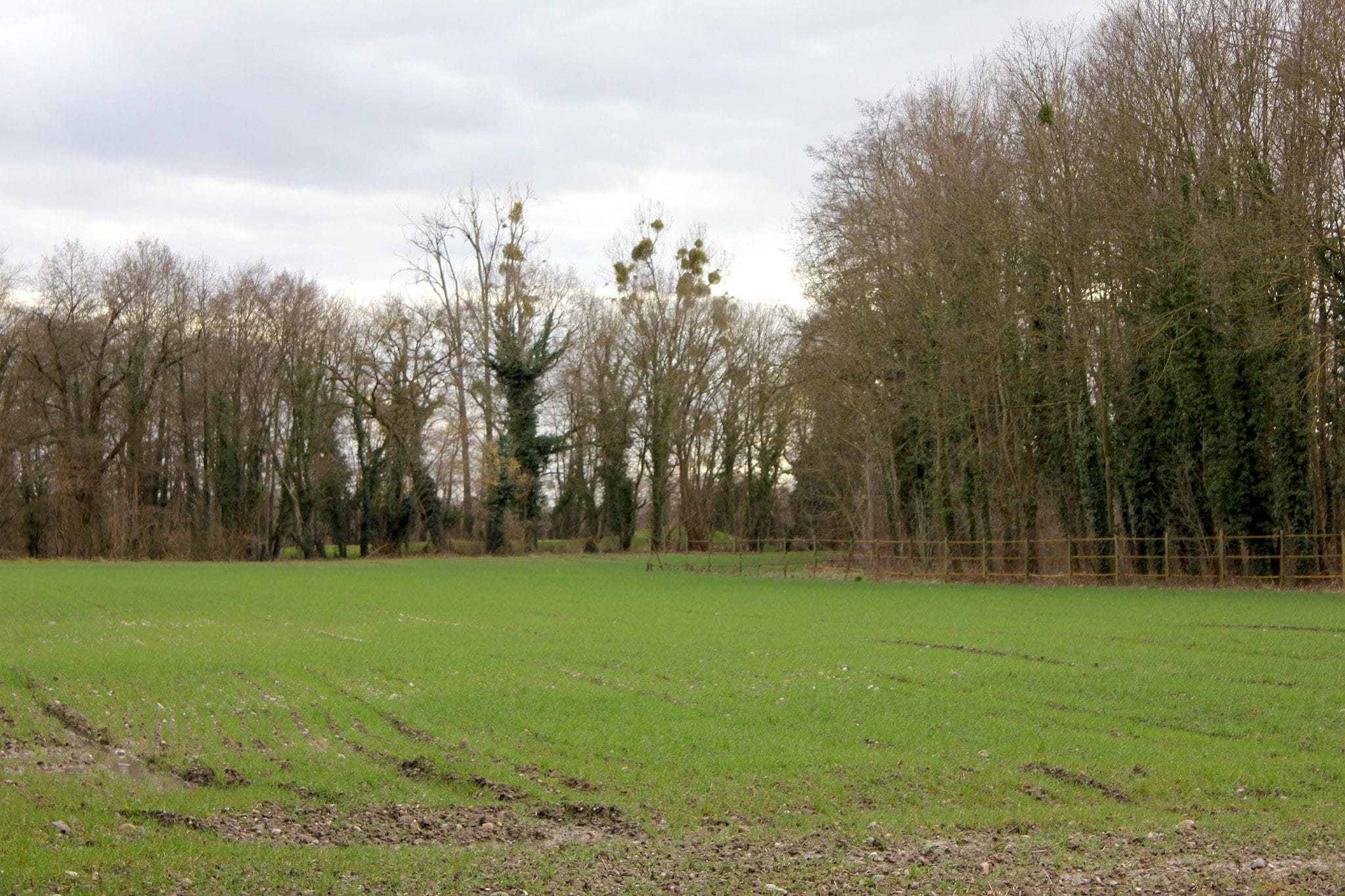 Le futur site du groupe Mack à Plobsheim est aujourd'hui un champ semé de blé. Au fond, le golf du Kempferhof. Photo Nathalie Stey