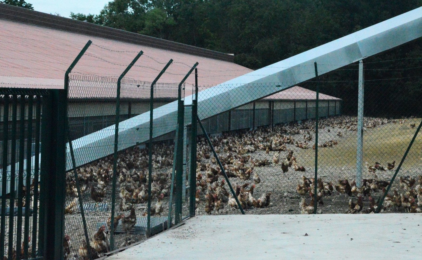 L’absurdité des élevages « plein air », des espaces vides et des poules agglutinées