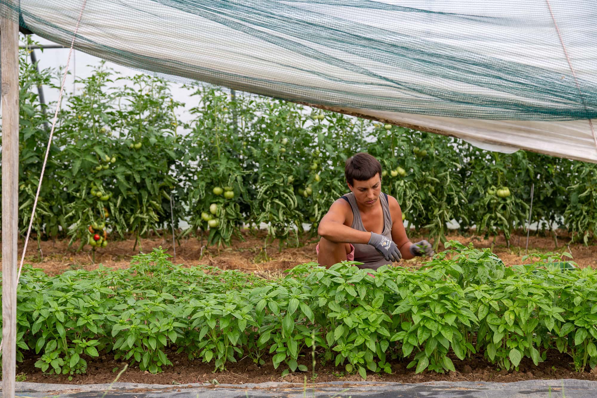 À Gartencoop, consommateurs et agriculteurs gèrent ensemble une ferme solidaire