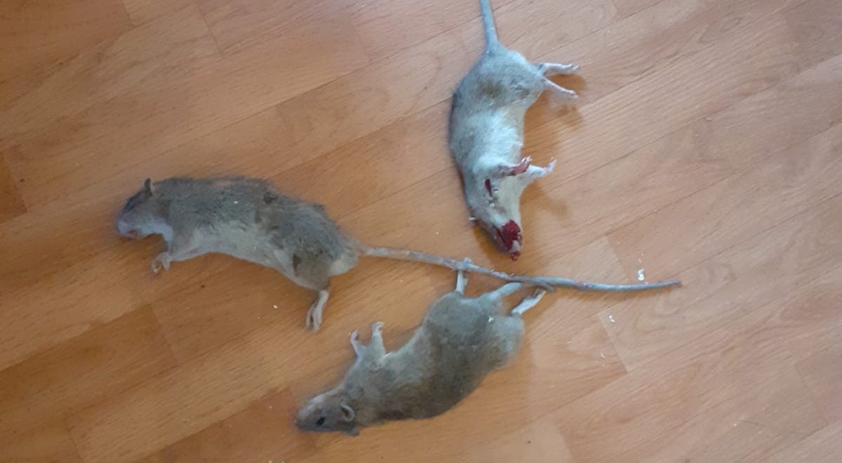 Au 47 rue principale de Schiltigheim, les rats se promènent sous les combles depuis cinq mois