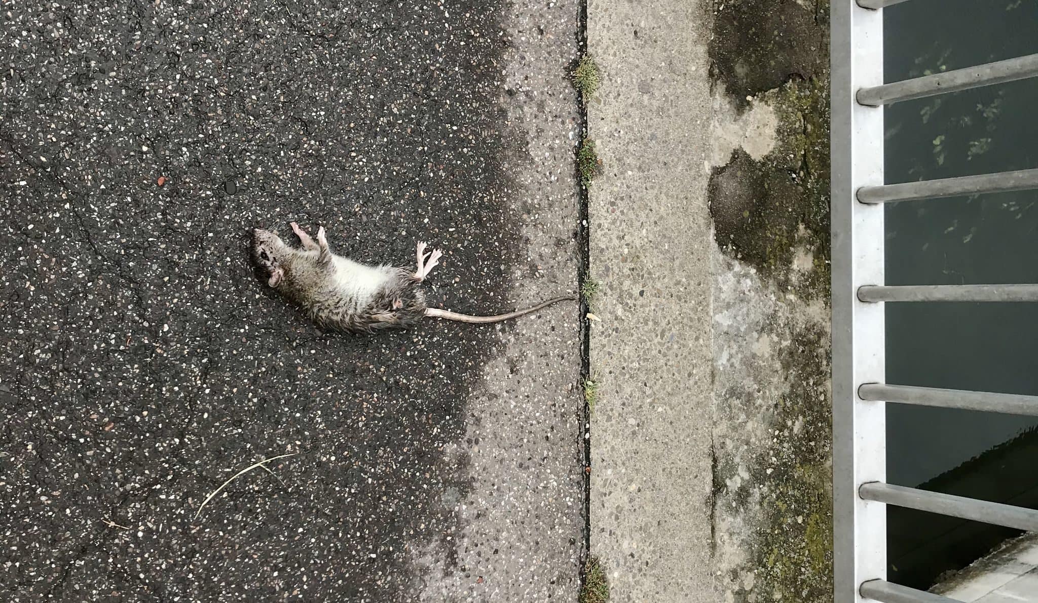 Contre les rats « répondons de manière urgente à la détresse de nombreux Strasbourgeois »