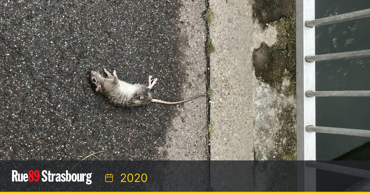 Cherbourg : la prolifération de rats inquiète