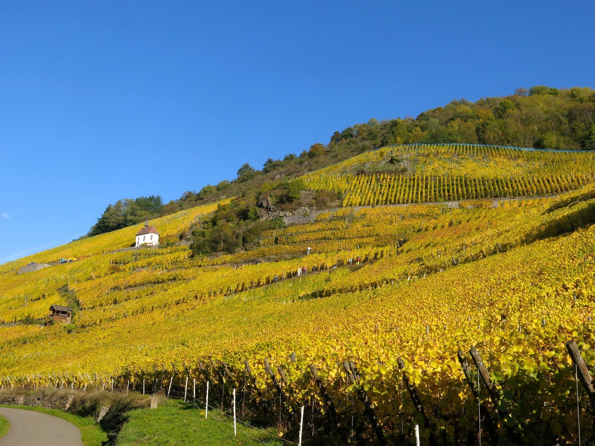Les Vins d’Alsace à l’amende pour une entente et des consignes de prix pendant 38 ans